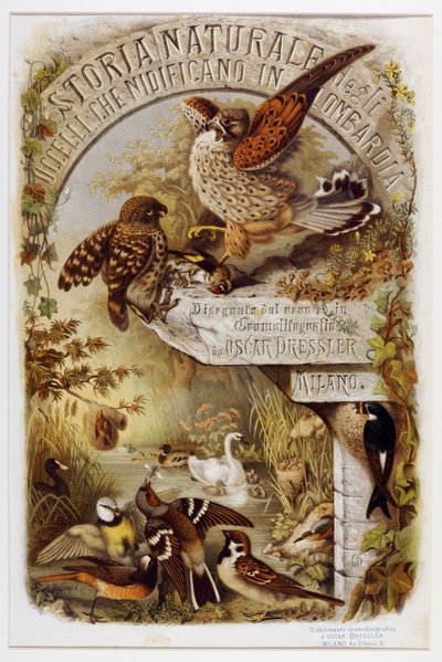 Frontispiece from Natural History of Birds that Nest in Lombardy by Eugenio and Dressler Oscar  Bettoni