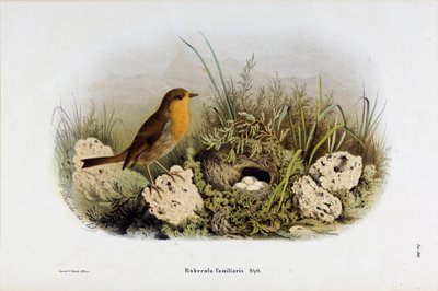 Representation of Red Gorge (Rubecula familiaris) by Eugenio and Dressler Oscar  Bettoni