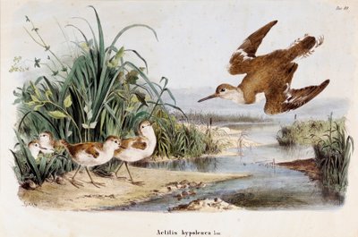 Representation of the Common Sandpiper (Actitis hypoleuca) by Eugenio and Dressler Oscar  Bettoni