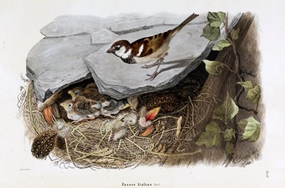 Representation of the Cisalpine sparrow (Italian Sparrow) by Eugenio and Dressler Oscar  Bettoni