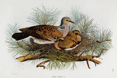 Representation of the Dove (Turtle-Dove) by Eugenio and Dressler Oscar  Bettoni