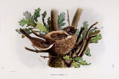 Representation of the Falvette Curruca Orphea by Eugenio and Dressler Oscar  Bettoni
