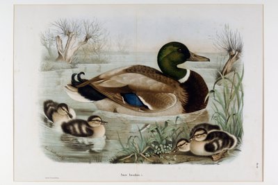 Representation of the Mallard Duck by Eugenio and Dressler Oscar  Bettoni