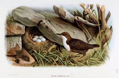 Representation of the Dipper (Cinclus aquaticus) by Eugenio and Dressler Oscar  Bettoni