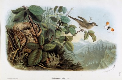 Representation of the Chicken Veloce (Phyllopneuste rufa) (Chiffchaff) by Eugenio and Dressler Oscar  Bettoni