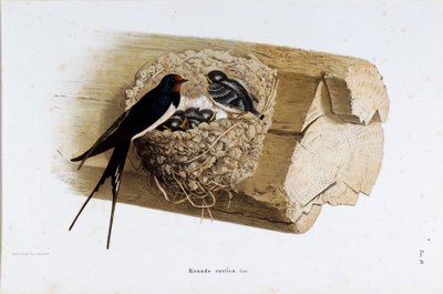 Representation of the Nest Swallow (Hirundo rustica or Swallow) by Eugenio and Dressler Oscar  Bettoni