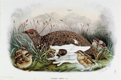 Representation of the Partridge (Partridge or Lagopus mutus) by Eugenio and Dressler Oscar  Bettoni