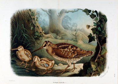 Representation of the wood beak (Scolopax rusticola or Woodcock) by Eugenio and Dressler Oscar  Bettoni