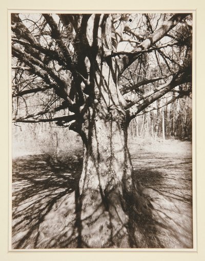 Beech Tree by Eugène Atget