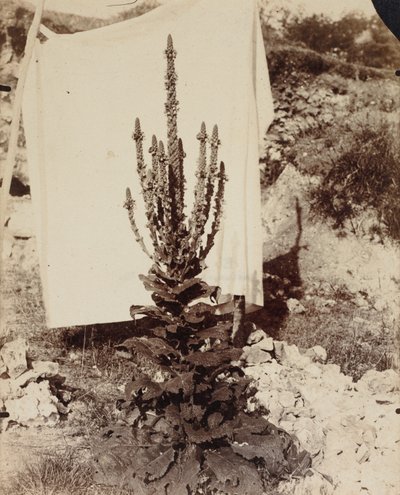 Mullein in Bloom by Eugène Atget