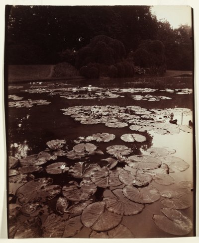 Water Lily by Eugène Atget