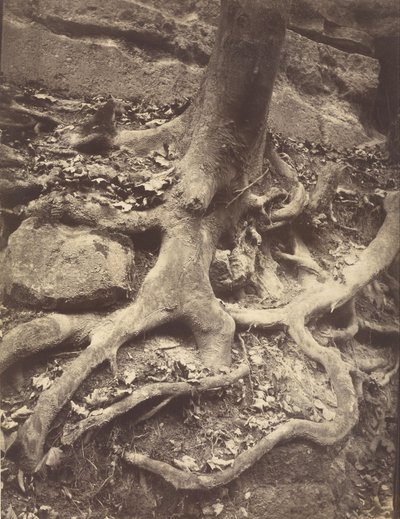 Tree Roots, Saint-Cloud by Eugène Atget