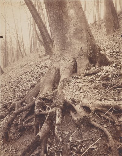 Trees and Roots by Eugène Atget