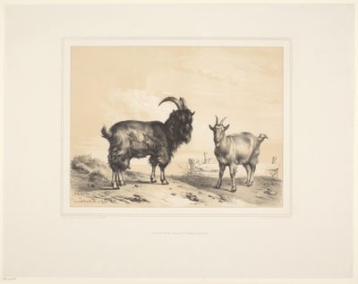 Two Goats by Eugène Verboeckhoven