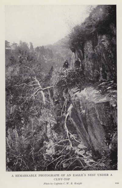 A remarkable photograph of an eagle