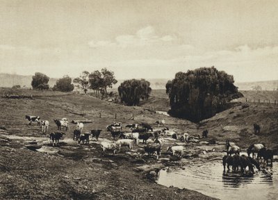 Australia, Cattle, Queensland by European Photographer