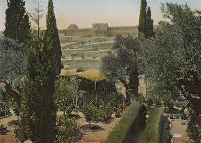 Garden of Gethsemane by European Photographer