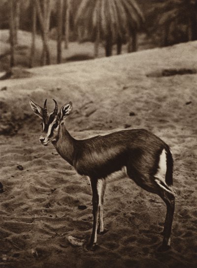 Gazelle on the Edge of the Nefta Oasis by European Photographer