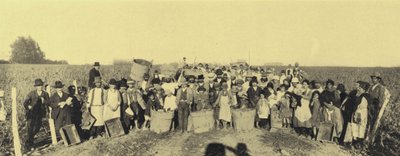 Grape harvest in the vineyards of Vina Lontue, Santiago, Chile by European Photographer