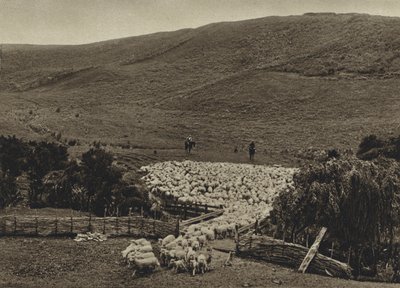 New Zealand, Driving sheep by European Photographer