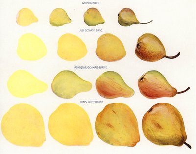 Painting Marzipan Fruits by European Photographer