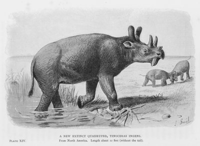 A New Extinct Quadruped, Tinoceras Ingens by European School