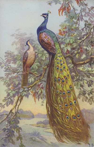 A Peacock and a Peahen in a Natural Setting by European School