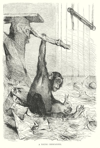 A Young Chimpanzee by European School