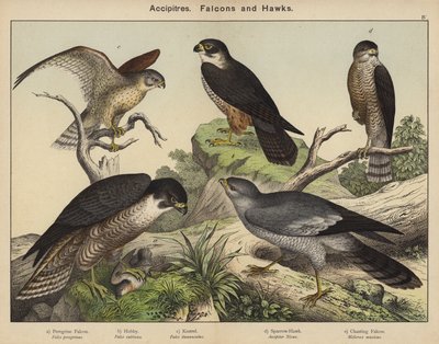 Accipitres, Falcons and Hawks by European School