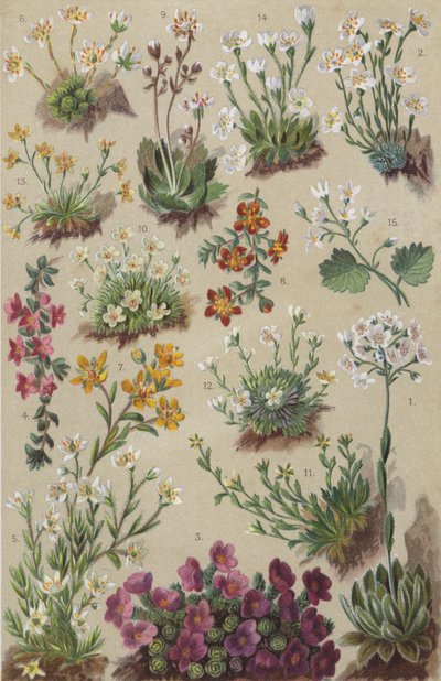 Alpine Flora by European School