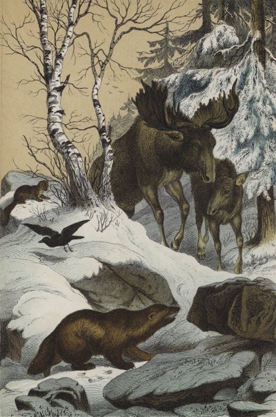 Animals and Plants of Lapland by European School