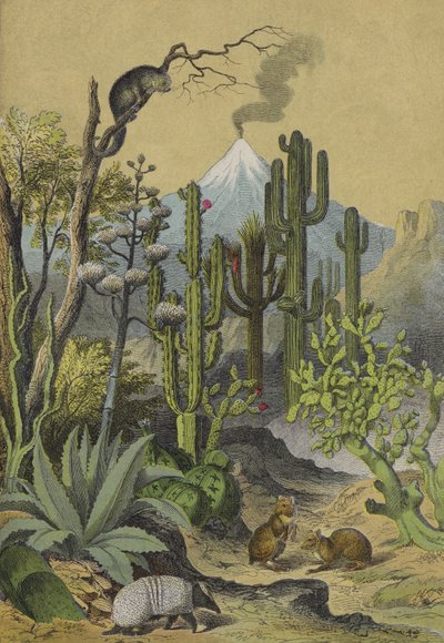 Animals and plants of Mexico by European School