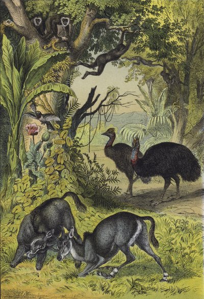 Animals and plants of Southern Asia by European School