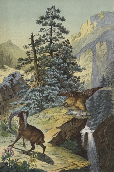 Animals and plants of the Alps by European School