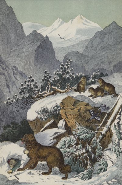 Animals and plants of the Alps by European School