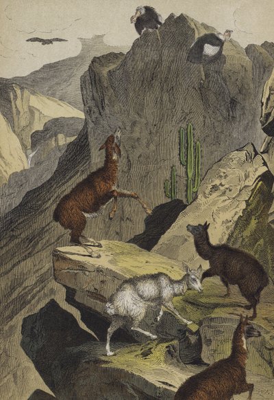 Animals and Plants of the Andes by European School