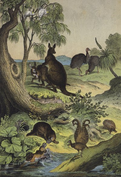 Animals and plants of the Australian interior by European School