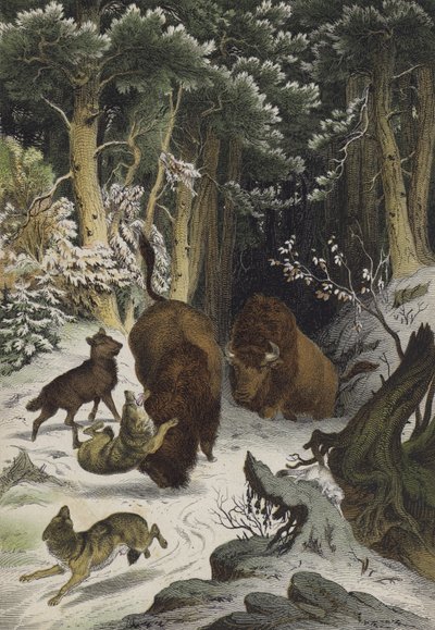 Animals and plants of the Forest of Bialowicz, Lithuania by European School
