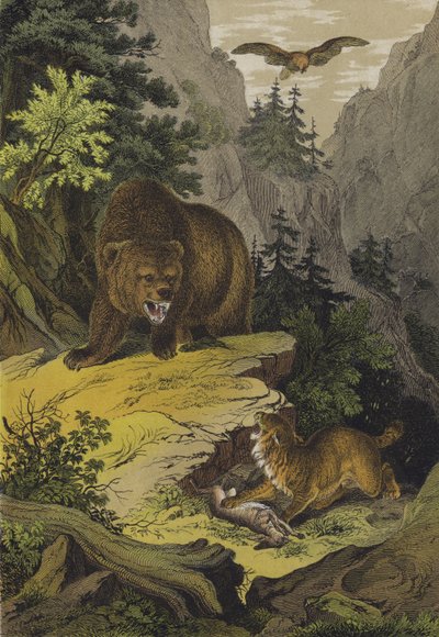 Animals and plants of the Rocky Mountains of North America by European School
