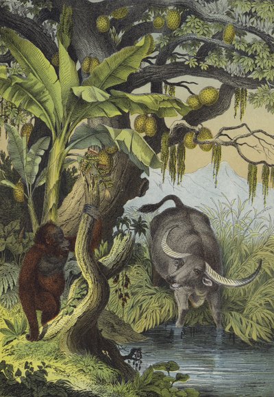 Animals and plants of the islands of Southern Asia by European School
