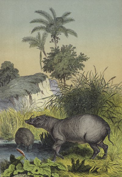 Animals and Plants of the Islands of Southern Asia by European School
