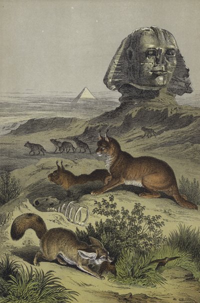 Animals of Egypt by European School