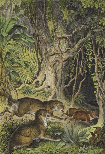 Animals of Guiana by European School