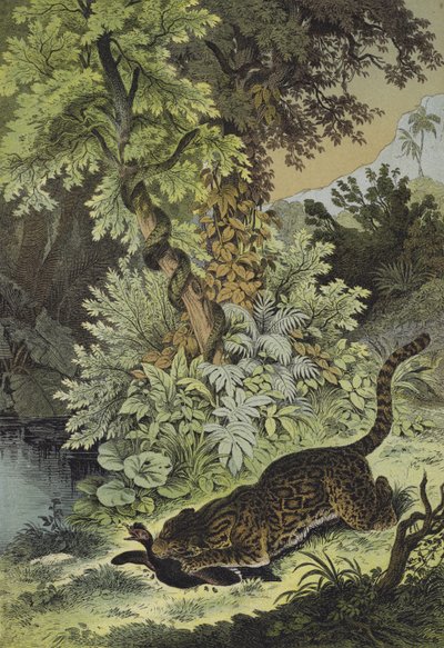 Animals of Guiana by European School