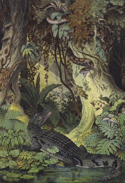Animals of the Amazon Jungles of Brazil by European School