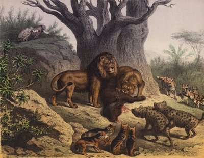 Animals of the Cape of Good Hope by European School