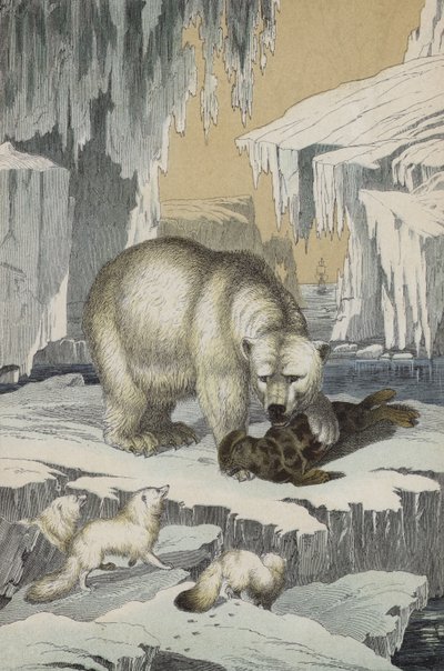 Animals of the region of the North Pole by European School
