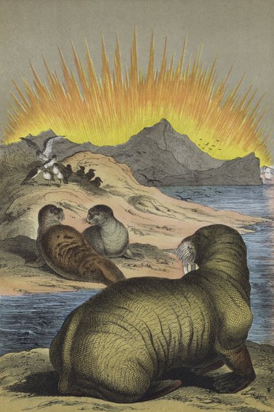 Animals of the region of the North Pole by European School