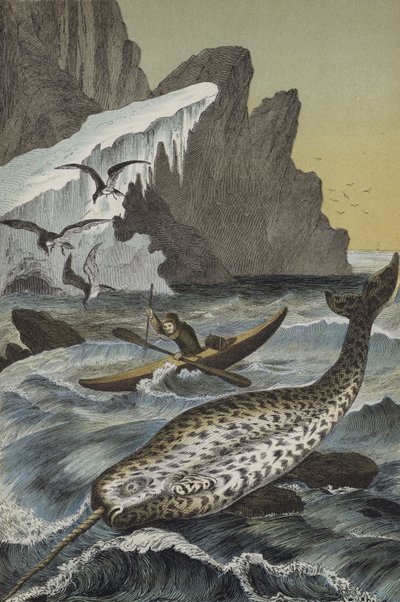 Animals of the Region of the North Pole by European School