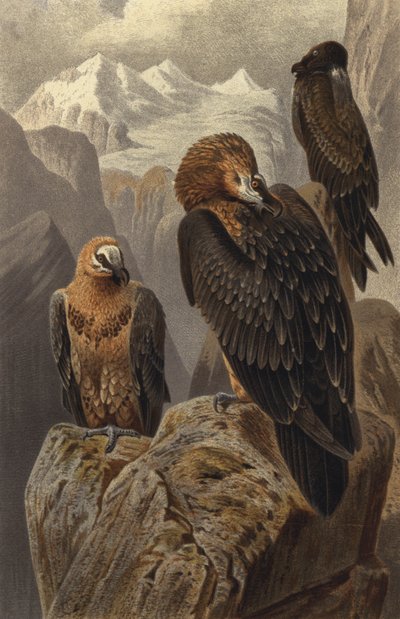 Bearded Vulture by European School